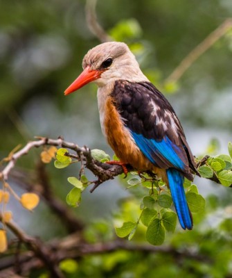 Woodland Kingfisher, Birding Tanzania, Bird watching Tanzania, African birds, Naturalist Journeys, Wildlife Tour, Wildlife Photography, Ecotourism, Specialty Birds, Endemic Birds, Birding Hotspot, Ngorongoro Crater, Arusha National Park