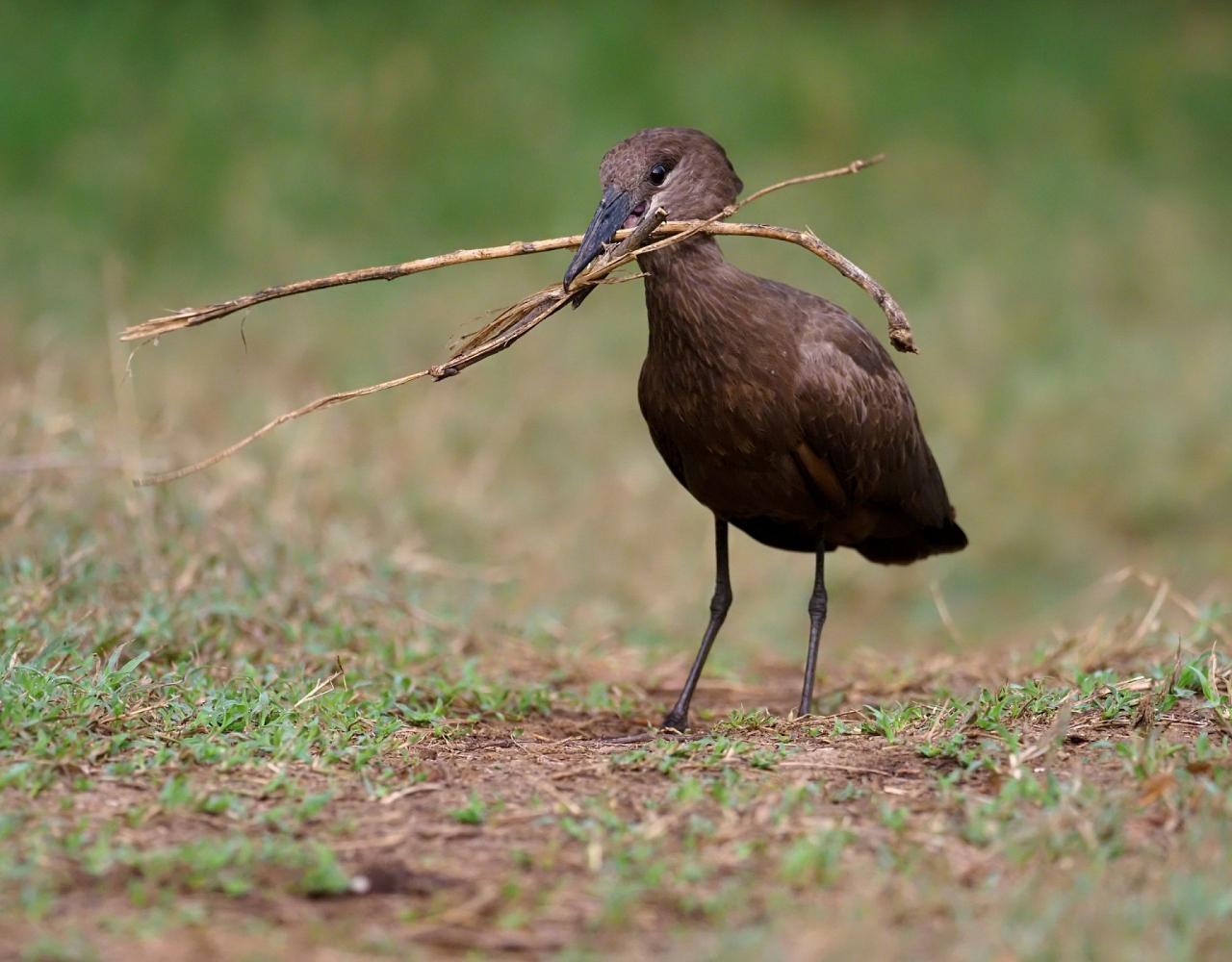 Birding Tanzania, Bird watching Tanzania, African birds, Naturalist Journeys, Wildlife Tour, Wildlife Photography, Ecotourism, Specialty Birds, Endemic Birds, Birding Hotspot, Ngorongoro Crater, Arusha National Park