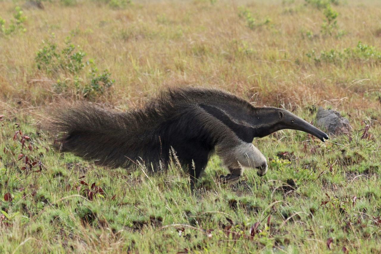 Giant Anteater, Costa Rica, Costa Rica Birding Tour, Costa Rica Nature Tour, Winter Costa Rica Tour, Monteverde, Naturalist Journeys