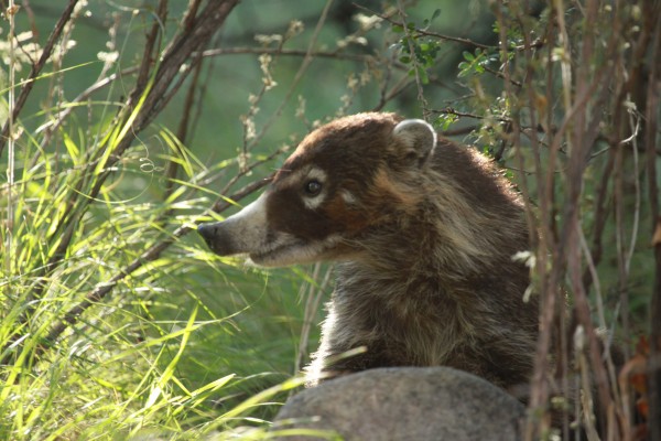 Coati, Panama, Panama Nature Tour, Panama Birding Tour, Naturalist Journeys