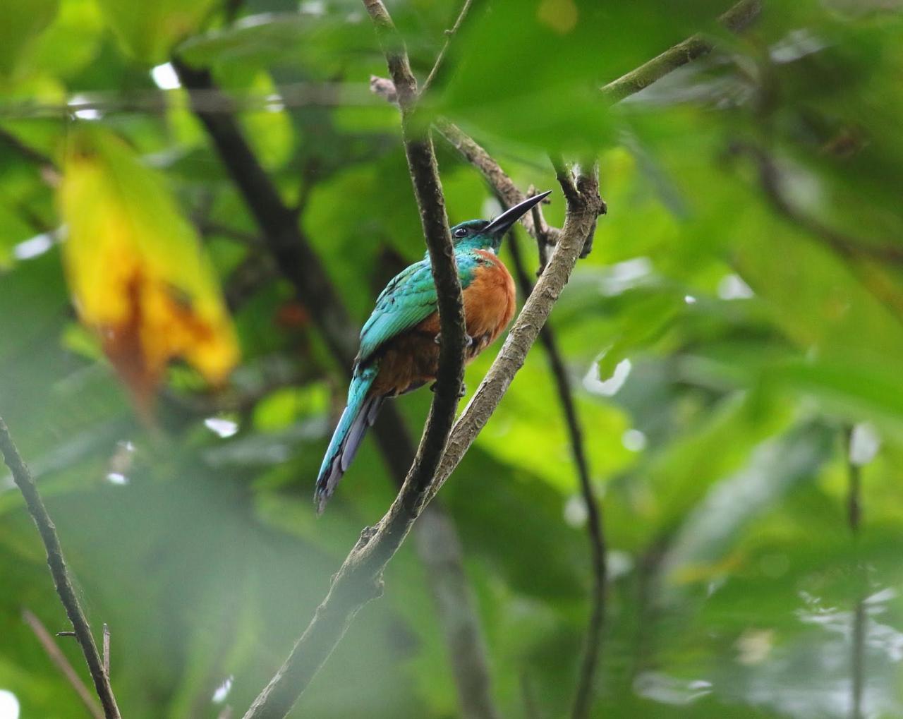 Great Jacamar, Panama, Panama Birding Tour, Panama Nature Tour, Winter Panama Tour, Naturalist Journeys