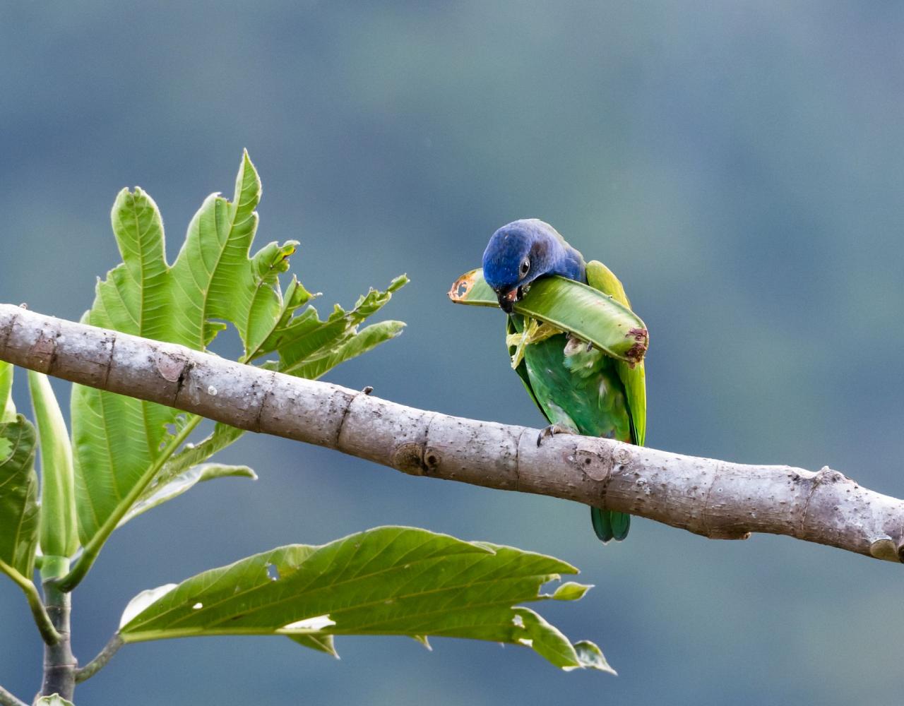 Birding Panama, Bird watching Western Panama, Panama Nature Tour, Tranquilo Bay, Naturalist Journeys, Wildlife Tour, Wildlife Photography, Ecotourism, Specialty Birds, Birding Hotspot