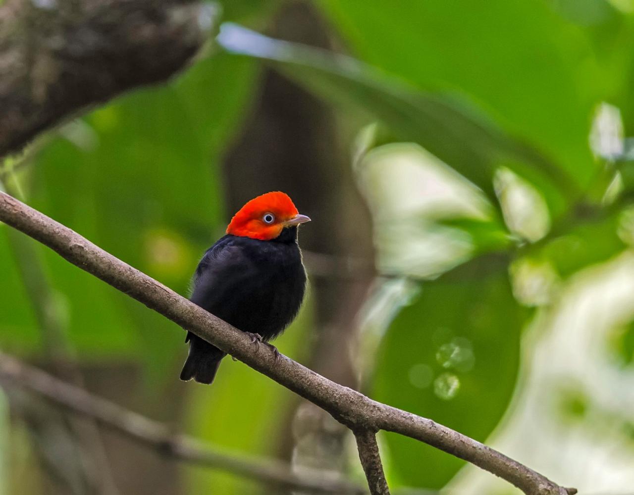 Birding Panama, Bird watching Western Panama, Panama Nature Tour, Tranquilo Bay, Naturalist Journeys, Wildlife Tour, Wildlife Photography, Ecotourism, Specialty Birds, Birding Hotspot