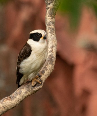 Laughing Falcon, Birding Panama, Bird watching Western Panama, Panama Nature Tour, Tranquilo Bay, Naturalist Journeys, Wildlife Tour, Wildlife Photography, Ecotourism, Specialty Birds, Birding Hotspot