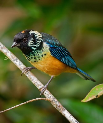 Spangled-cheeked Tanager, Birding Panama, Bird watching Western Panama, Panama Nature Tour, Tranquilo Bay, Naturalist Journeys, Wildlife Tour, Wildlife Photography, Ecotourism, Specialty Birds, Birding Hotspot