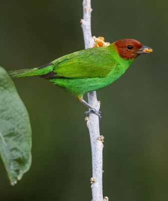 Birding Trinidad & Tobago, Bird watching Trinidad & Tobago, Naturalist Journeys, Wildlife Tour, Wildlife Photography, Ecotourism, Specialty Birds, Birding Hotspot, Asa Wright Nature Center