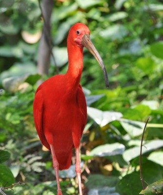 Birding Trinidad & Tobago, Bird watching Trinidad & Tobago, Naturalist Journeys, Wildlife Tour, Wildlife Photography, Ecotourism, Specialty Birds, Birding Hotspot, Asa Wright Nature Center