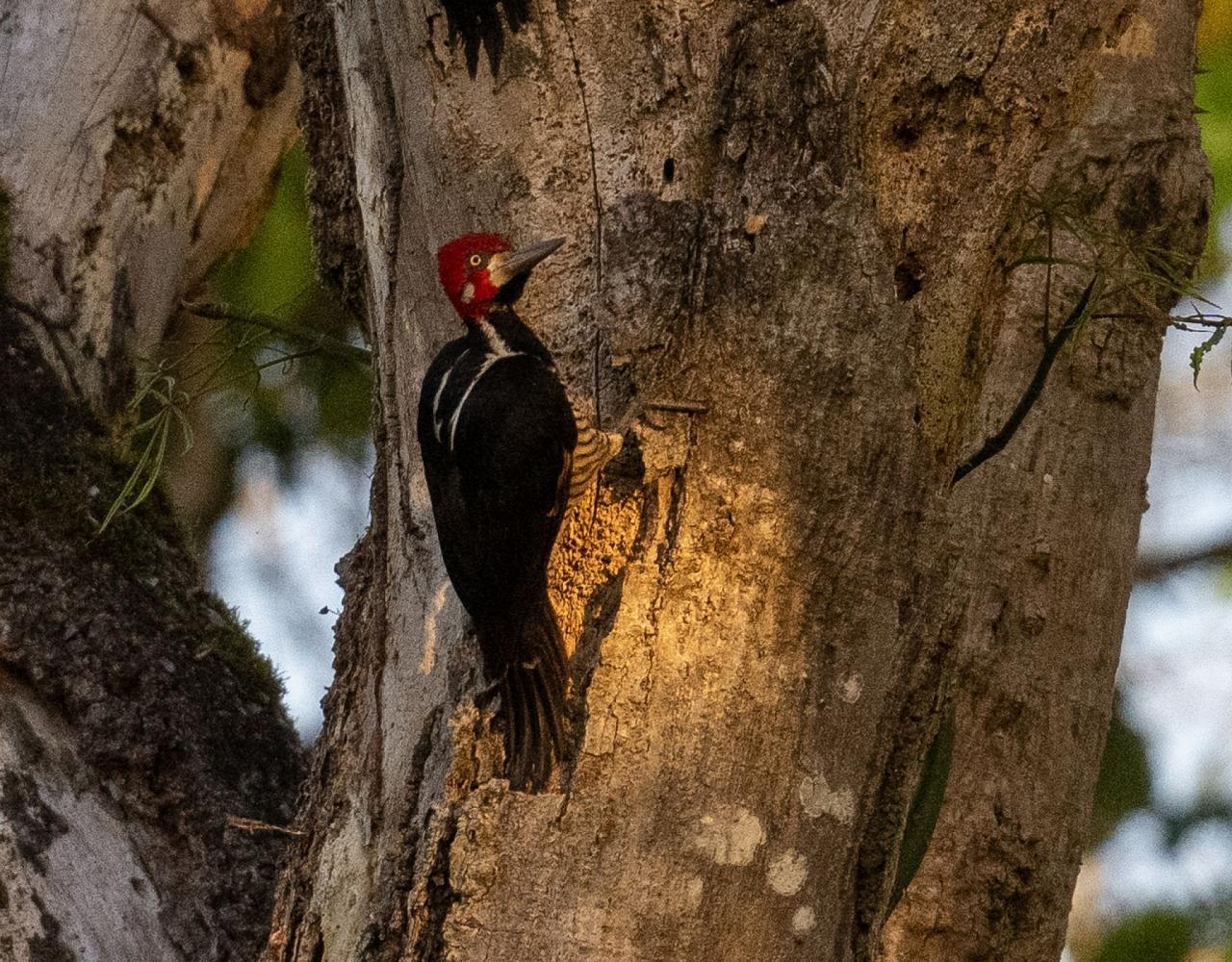 Birding Trinidad & Tobago, Bird watching Trinidad & Tobago, Naturalist Journeys, Wildlife Tour, Wildlife Photography, Ecotourism, Specialty Birds, Birding Hotspot, Asa Wright Nature Center