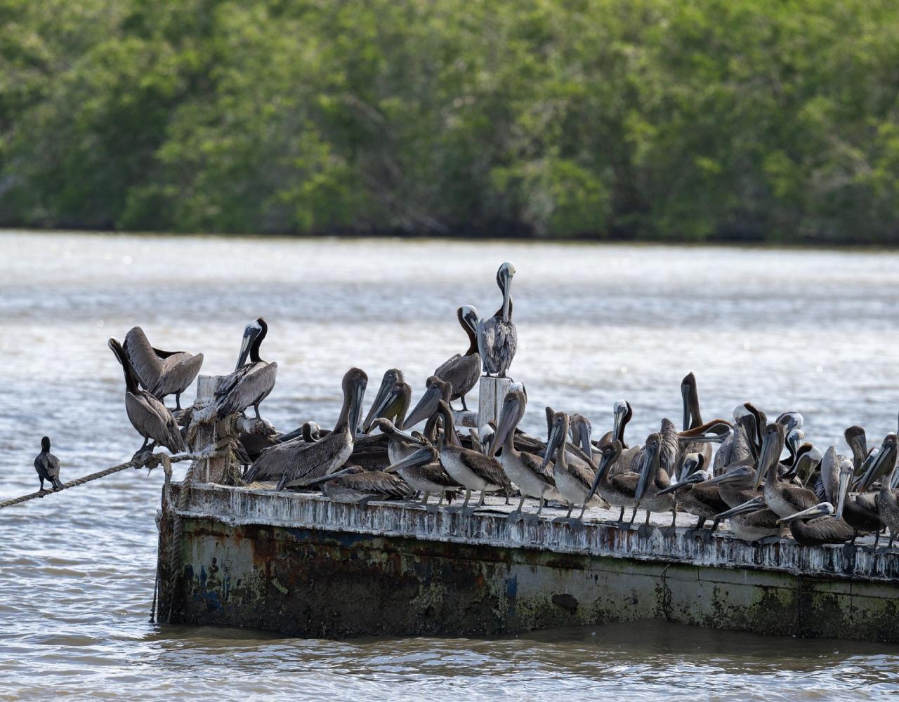 Birding Trinidad & Tobago, Bird watching Trinidad & Tobago, Naturalist Journeys, Wildlife Tour, Wildlife Photography, Ecotourism, Specialty Birds, Birding Hotspot, Asa Wright Nature Center