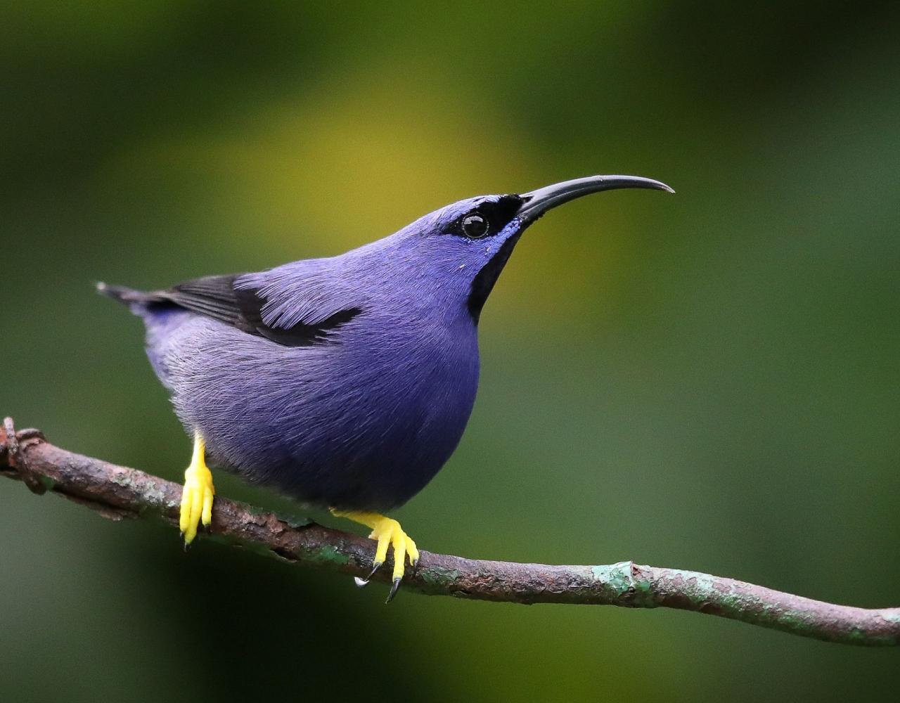 Birding Trinidad & Tobago, Bird watching Trinidad & Tobago, Naturalist Journeys, Wildlife Tour, Wildlife Photography, Ecotourism, Specialty Birds, Birding Hotspot, Asa Wright Nature Center