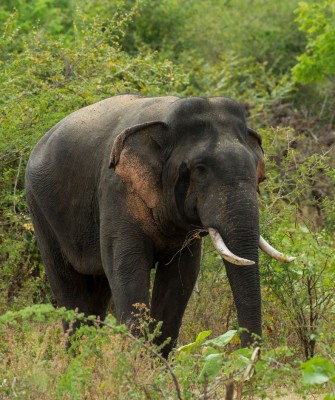 Birding Sri Lanka, Bird Watching Sri Lanka, Birding Asia, Naturalist Journeys, Wildlife Tour, Wildlife Photography, Ecotourism, Specialty Birds, Endemic Birds, Birding Hotspot, Yala National Park, Udawalawe National Park