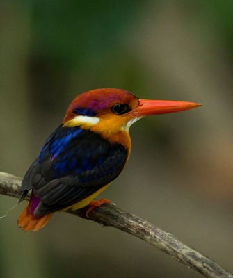 Birding Sri Lanka, Bird Watching Sri Lanka, Birding Asia, Naturalist Journeys, Wildlife Tour, Wildlife Photography, Ecotourism, Specialty Birds, Endemic Birds, Birding Hotspot, Yala National Park, Udawalawe National Park