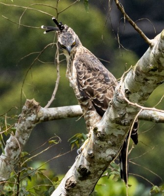 Birding Sri Lanka, Bird Watching Sri Lanka, Birding Asia, Naturalist Journeys, Wildlife Tour, Wildlife Photography, Ecotourism, Specialty Birds, Endemic Birds, Birding Hotspot, Yala National Park, Udawalawe National Park