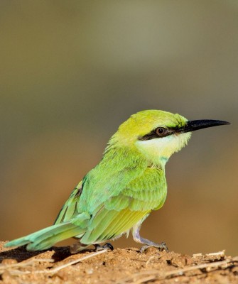 Birding Sri Lanka, Bird Watching Sri Lanka, Birding Asia, Naturalist Journeys, Wildlife Tour, Wildlife Photography, Ecotourism, Specialty Birds, Endemic Birds, Birding Hotspot, Yala National Park, Udawalawe National Park