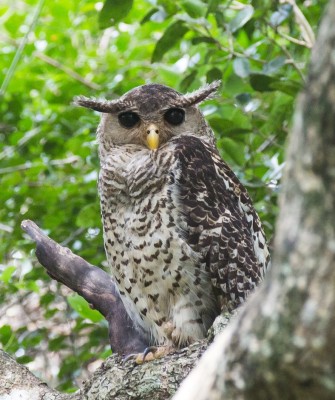 Birding Sri Lanka, Bird Watching Sri Lanka, Birding Asia, Naturalist Journeys, Wildlife Tour, Wildlife Photography, Ecotourism, Specialty Birds, Endemic Birds, Birding Hotspot, Yala National Park, Udawalawe National Park