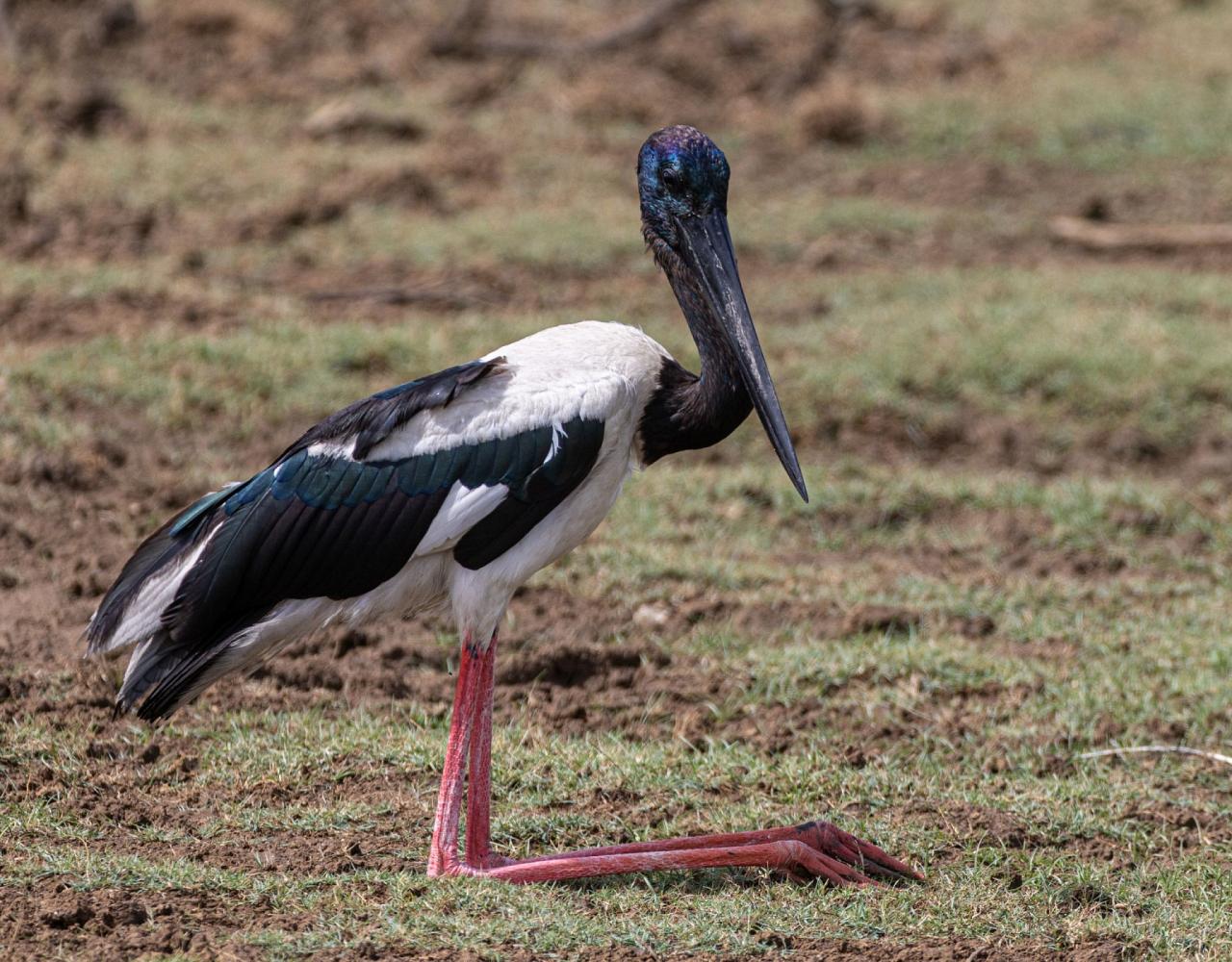 Birding Sri Lanka, Bird Watching Sri Lanka, Birding Asia, Naturalist Journeys, Wildlife Tour, Wildlife Photography, Ecotourism, Specialty Birds, Endemic Birds, Birding Hotspot, Yala National Park, Udawalawe National Park