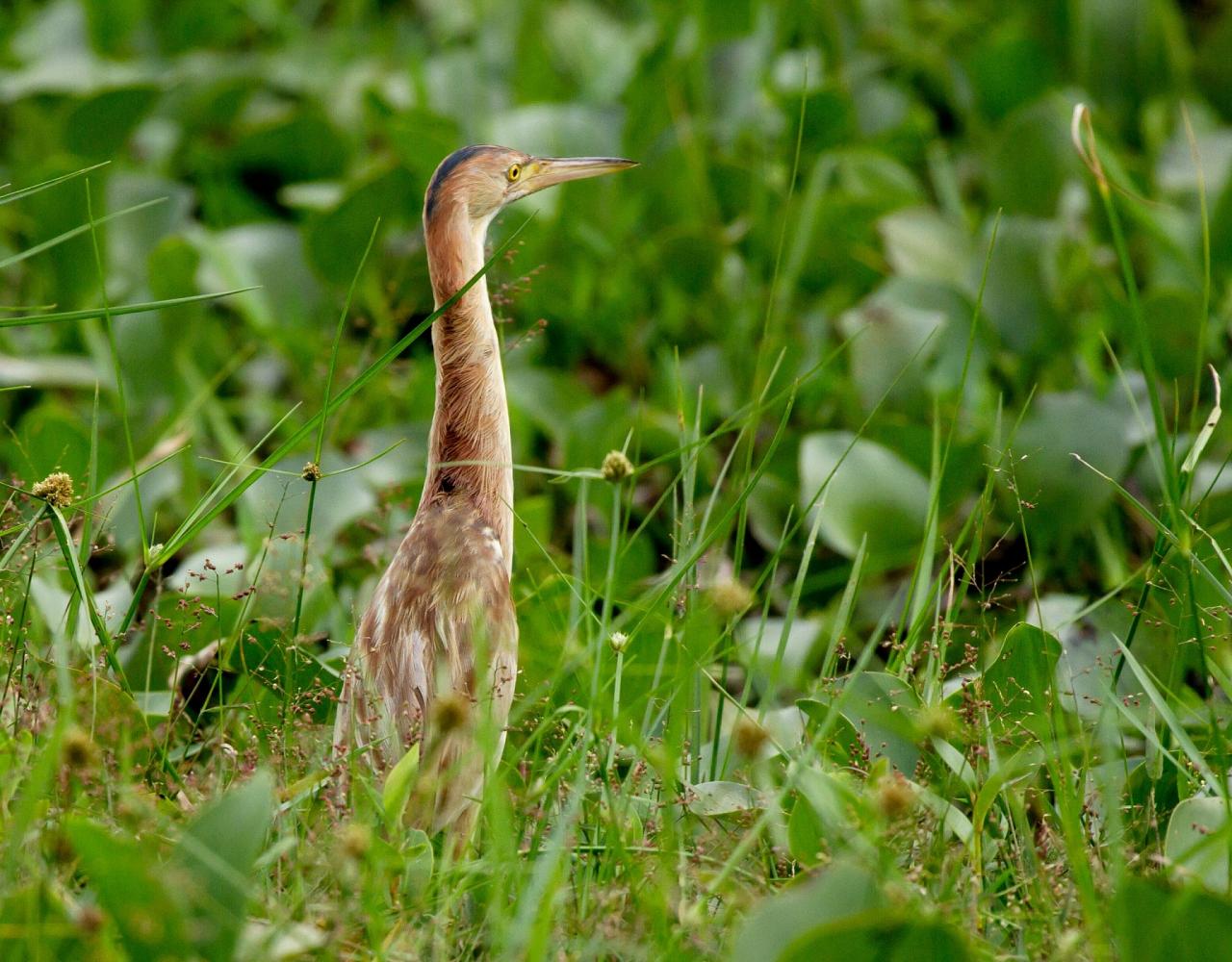 Birding Sri Lanka, Bird Watching Sri Lanka, Birding Asia, Naturalist Journeys, Wildlife Tour, Wildlife Photography, Ecotourism, Specialty Birds, Endemic Birds, Birding Hotspot, Yala National Park, Udawalawe National Park