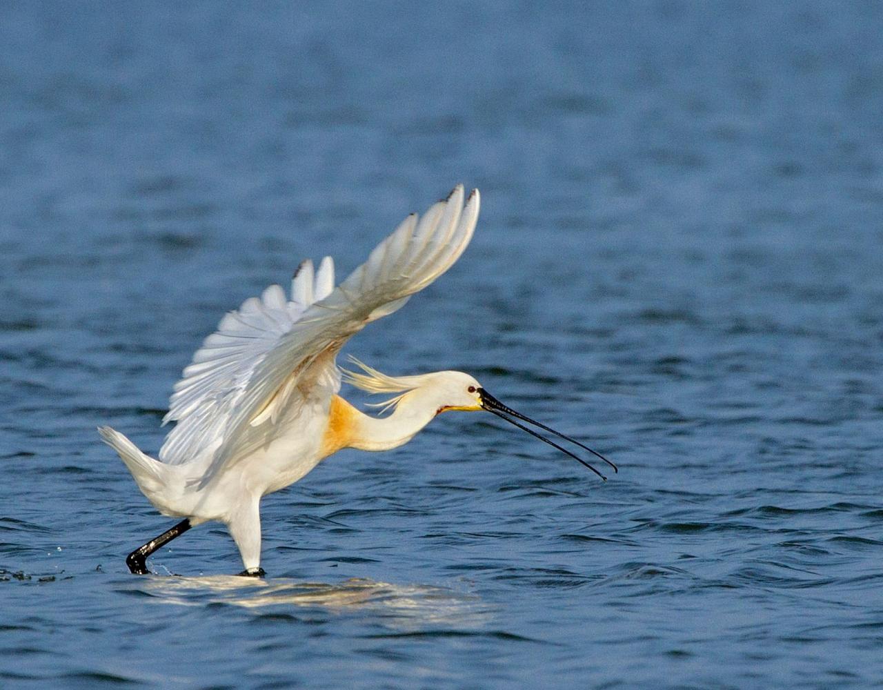 Birding Sri Lanka, Bird Watching Sri Lanka, Birding Asia, Naturalist Journeys, Wildlife Tour, Wildlife Photography, Ecotourism, Specialty Birds, Endemic Birds, Birding Hotspot, Yala National Park, Udawalawe National Park