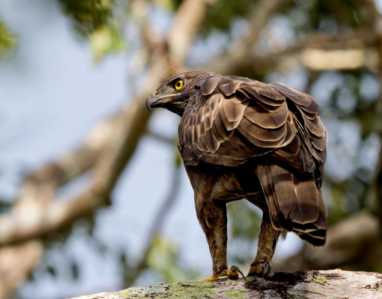 Birding Sri Lanka, Bird Watching Sri Lanka, Birding Asia, Naturalist Journeys, Wildlife Tour, Wildlife Photography, Ecotourism, Specialty Birds, Endemic Birds, Birding Hotspot, Yala National Park, Udawalawe National Park