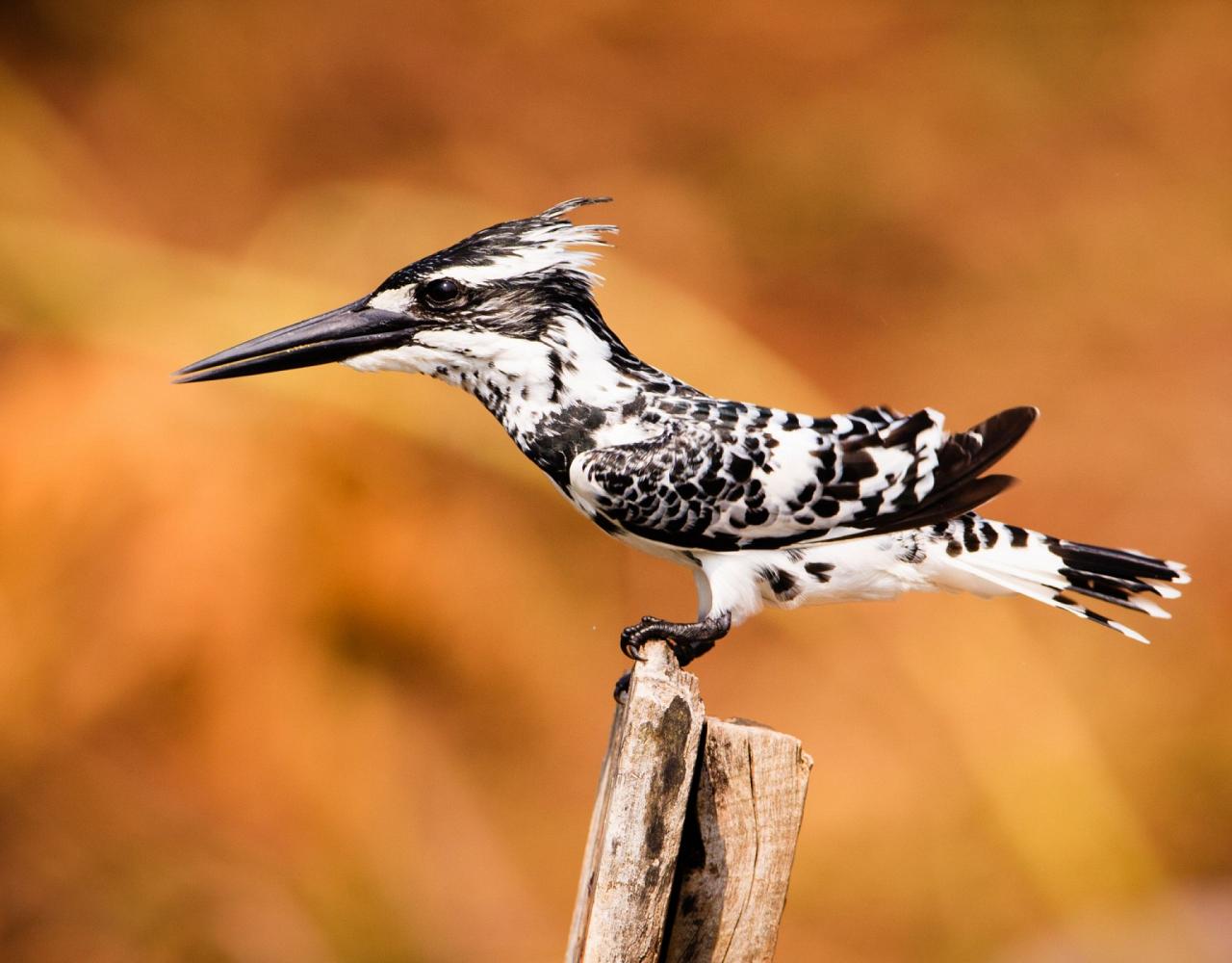 Birding Sri Lanka, Bird Watching Sri Lanka, Birding Asia, Naturalist Journeys, Wildlife Tour, Wildlife Photography, Ecotourism, Specialty Birds, Endemic Birds, Birding Hotspot, Yala National Park, Udawalawe National Park