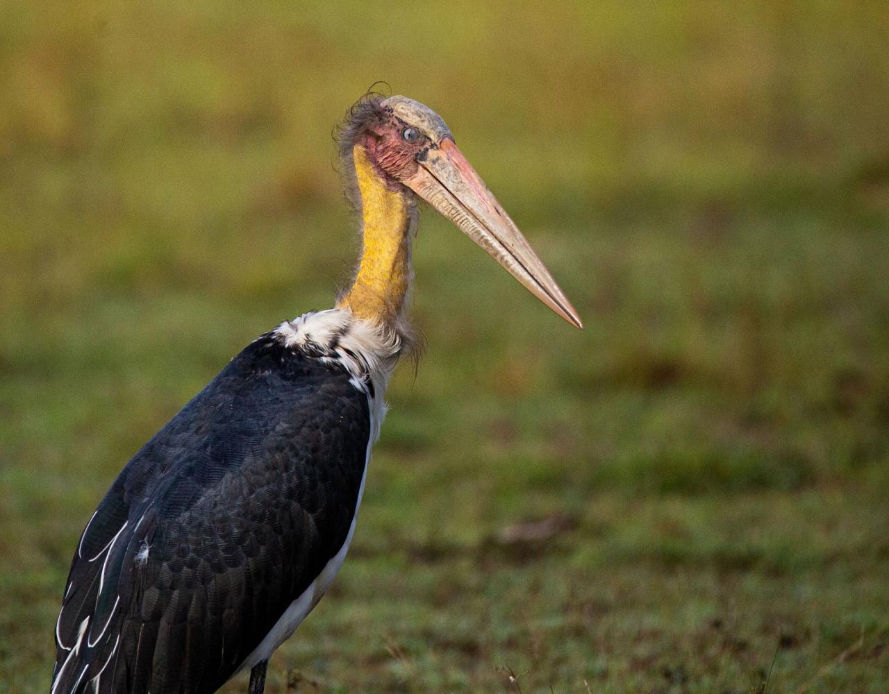 Birding Sri Lanka, Bird Watching Sri Lanka, Birding Asia, Naturalist Journeys, Wildlife Tour, Wildlife Photography, Ecotourism, Specialty Birds, Endemic Birds, Birding Hotspot, Yala National Park, Udawalawe National Park