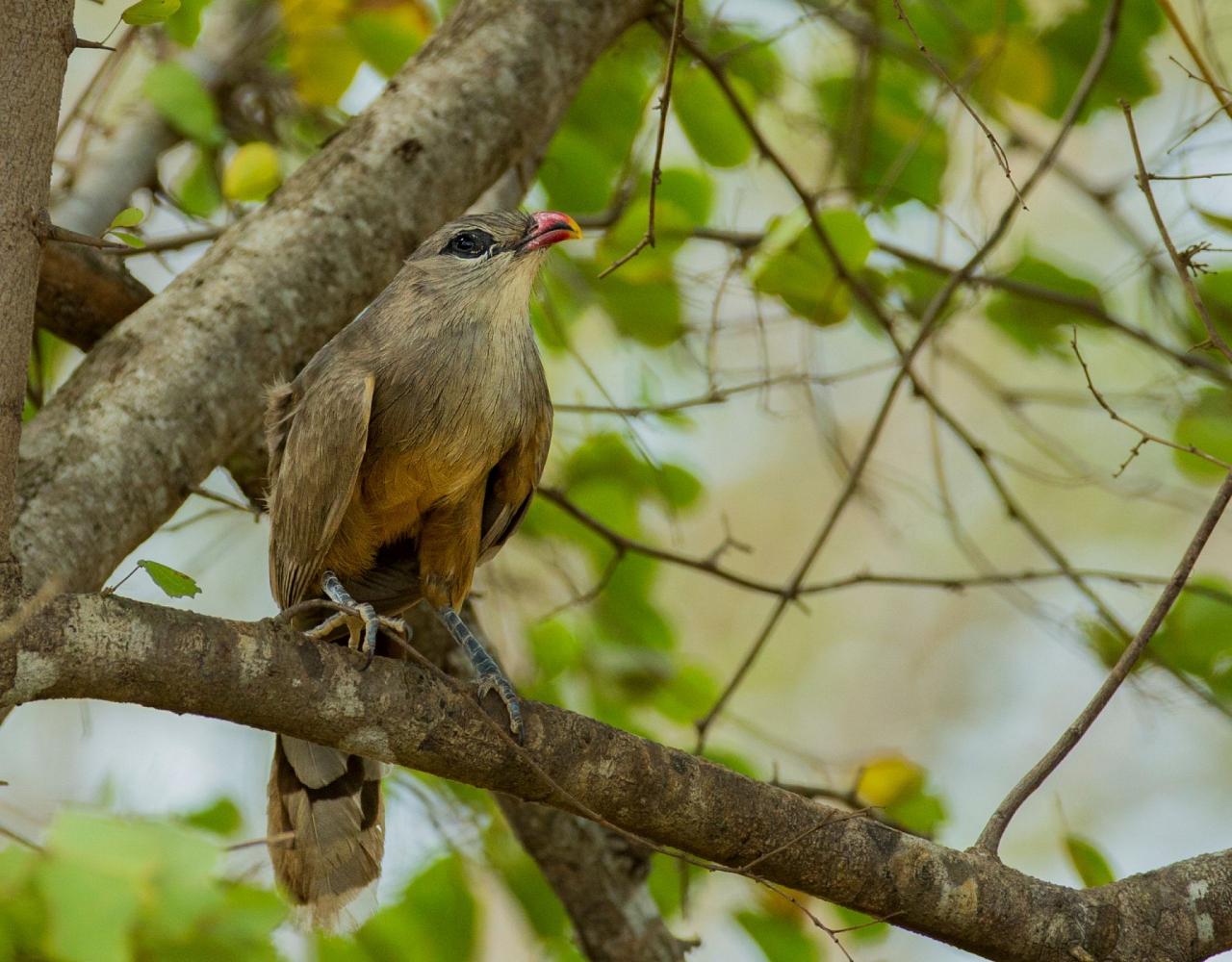 Birding Sri Lanka, Bird Watching Sri Lanka, Birding Asia, Naturalist Journeys, Wildlife Tour, Wildlife Photography, Ecotourism, Specialty Birds, Endemic Birds, Birding Hotspot, Yala National Park, Udawalawe National Park