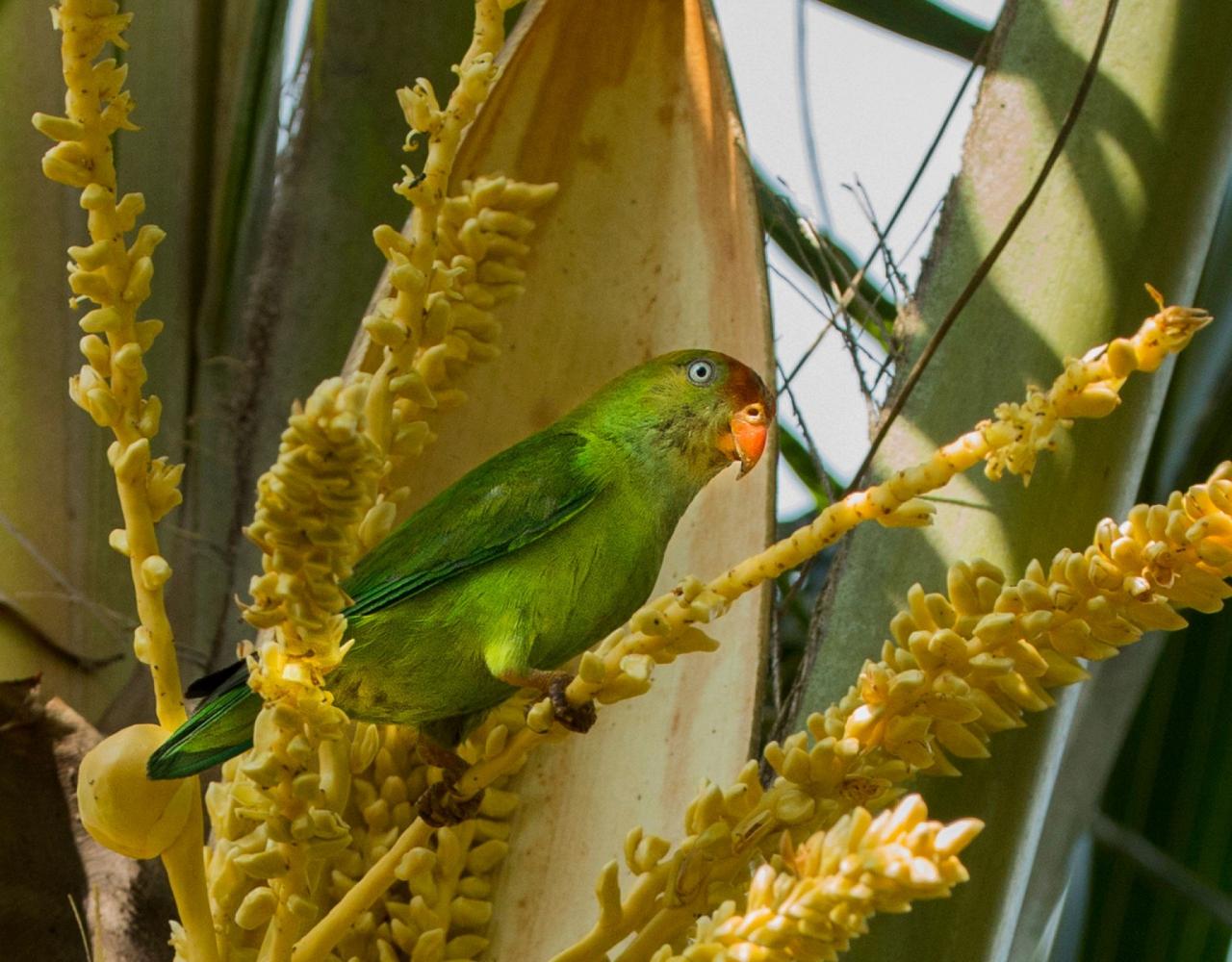 Birding Sri Lanka, Bird Watching Sri Lanka, Birding Asia, Naturalist Journeys, Wildlife Tour, Wildlife Photography, Ecotourism, Specialty Birds, Endemic Birds, Birding Hotspot, Yala National Park, Udawalawe National Park