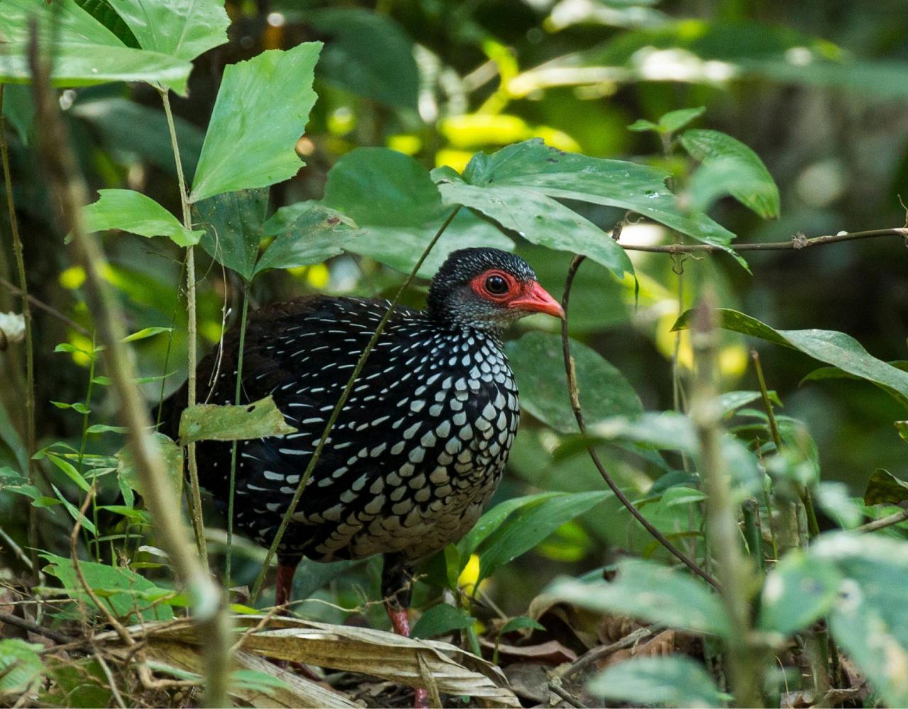 Birding Sri Lanka, Bird Watching Sri Lanka, Birding Asia, Naturalist Journeys, Wildlife Tour, Wildlife Photography, Ecotourism, Specialty Birds, Endemic Birds, Birding Hotspot, Yala National Park, Udawalawe National Park