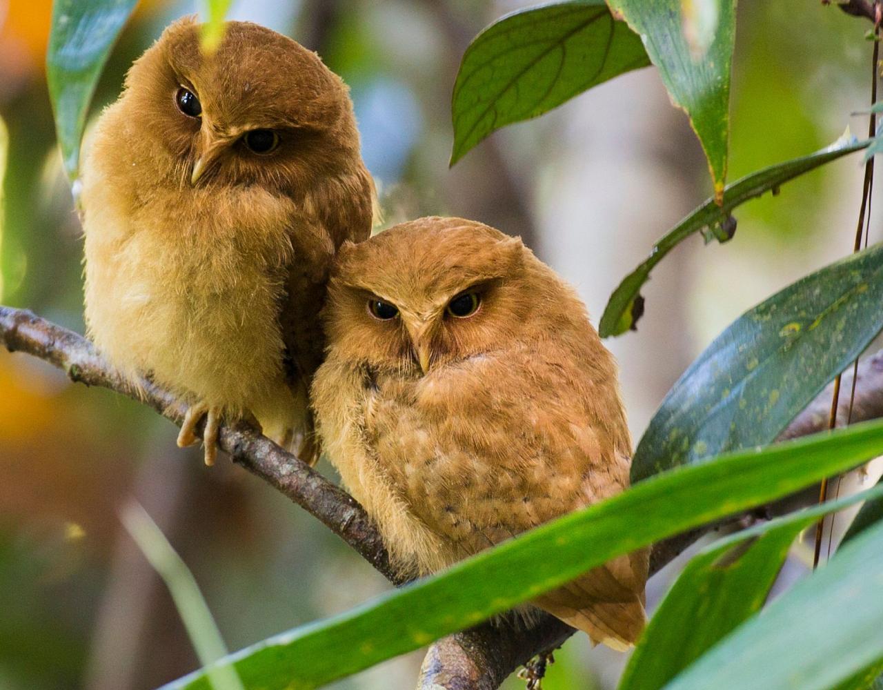 Birding Sri Lanka, Bird Watching Sri Lanka, Birding Asia, Naturalist Journeys, Wildlife Tour, Wildlife Photography, Ecotourism, Specialty Birds, Endemic Birds, Birding Hotspot, Yala National Park, Udawalawe National Park