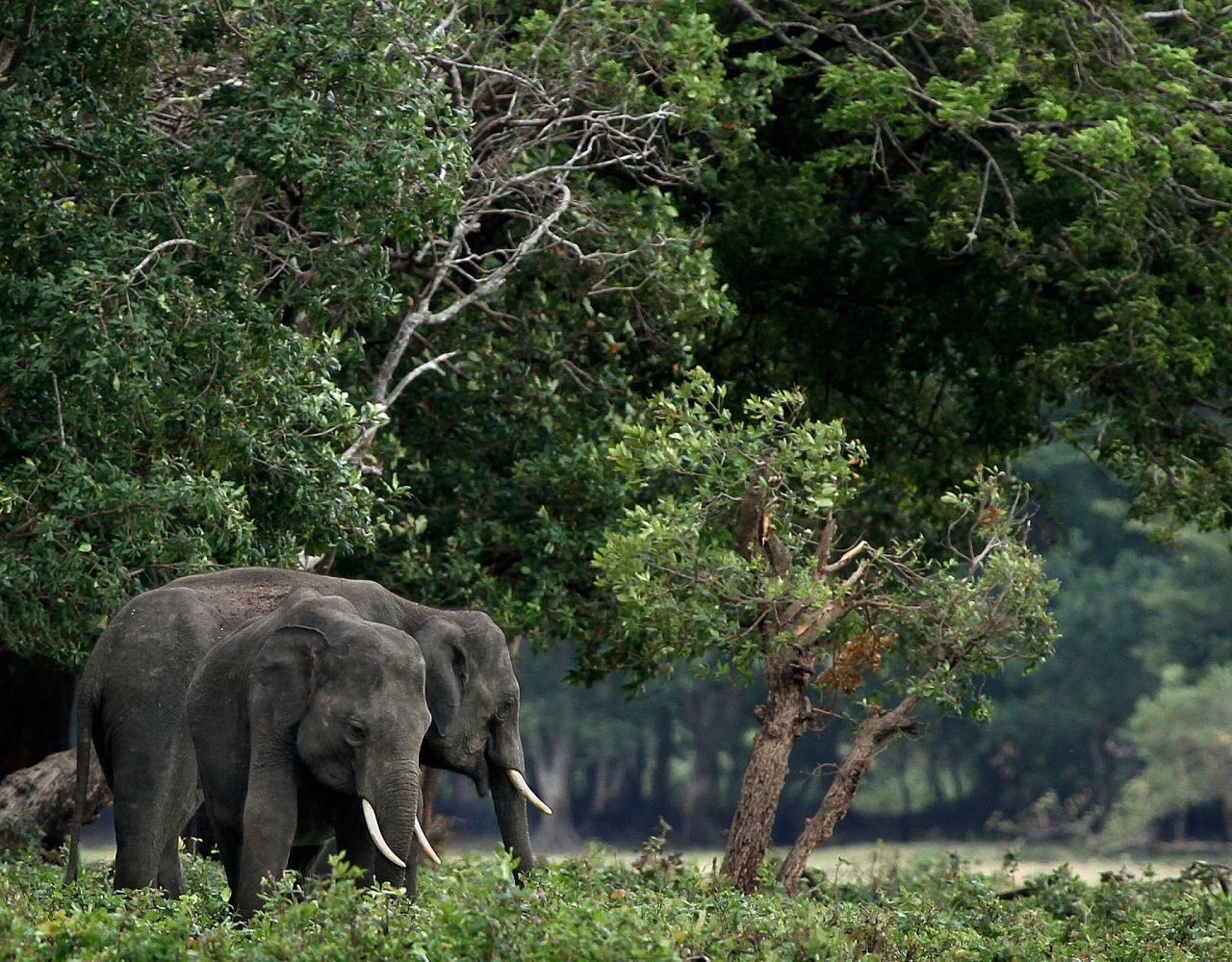 Birding Sri Lanka, Bird Watching Sri Lanka, Birding Asia, Naturalist Journeys, Wildlife Tour, Wildlife Photography, Ecotourism, Specialty Birds, Endemic Birds, Birding Hotspot, Yala National Park, Udawalawe National Park