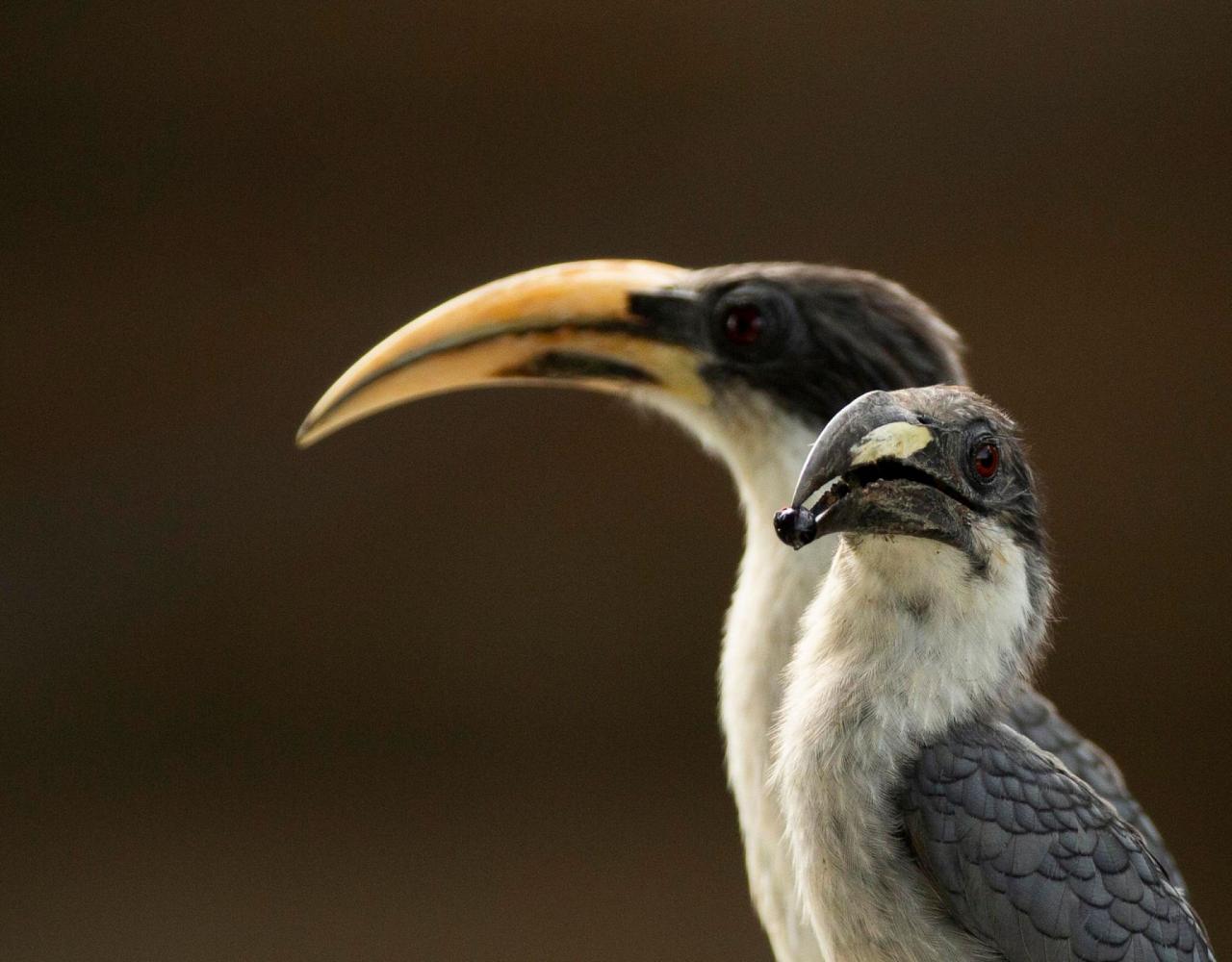 Birding Sri Lanka, Bird Watching Sri Lanka, Birding Asia, Naturalist Journeys, Wildlife Tour, Wildlife Photography, Ecotourism, Specialty Birds, Endemic Birds, Birding Hotspot, Yala National Park, Udawalawe National Park