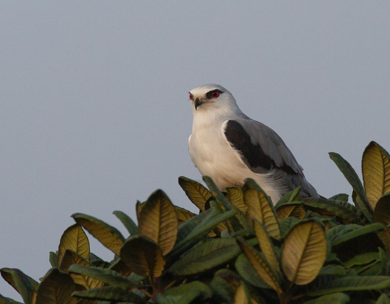 Birding Sri Lanka, Bird Watching Sri Lanka, Birding Asia, Naturalist Journeys, Wildlife Tour, Wildlife Photography, Ecotourism, Specialty Birds, Endemic Birds, Birding Hotspot, Yala National Park, Udawalawe National Park