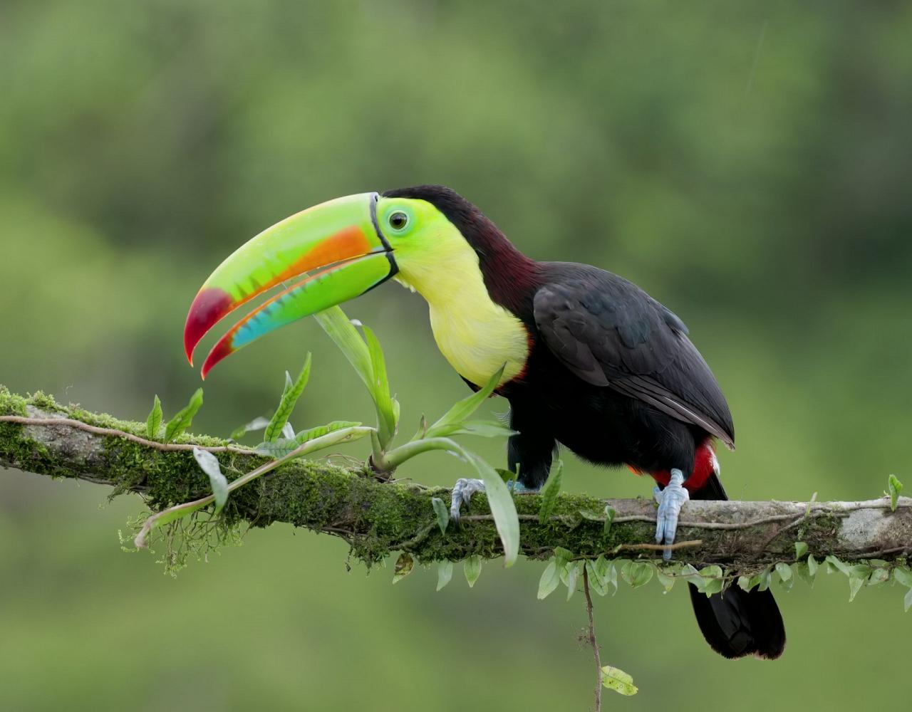 Birding Panama, Bird watching Panama, Panama Nature Tour, Naturalist Journeys, Wildlife Tour, Wildlife Photography, Ecotourism, Specialty Birds, Birding Hotspot