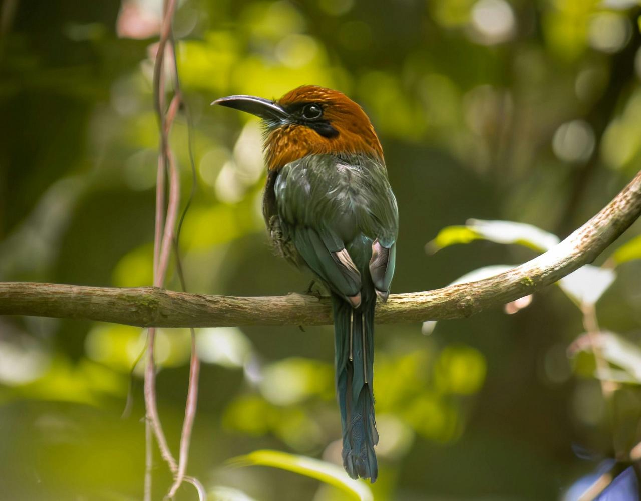 Birding Panama, Bird watching Panama, Panama Nature Tour, Naturalist Journeys, Wildlife Tour, Wildlife Photography, Ecotourism, Specialty Birds, Birding Hotspot