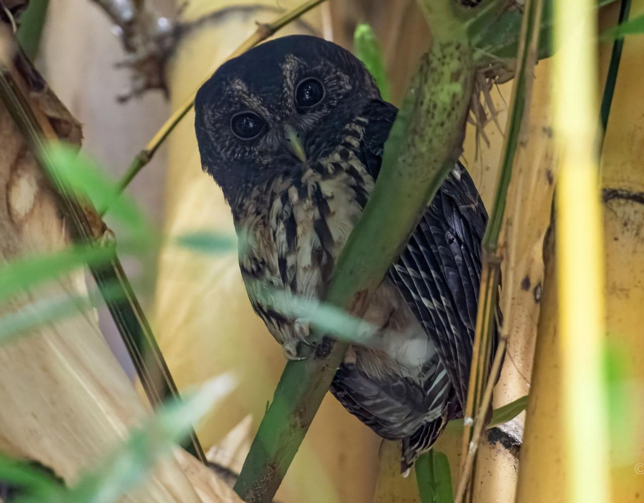 Birding Panama, Bird watching Panama, Panama Nature Tour, Naturalist Journeys, Wildlife Tour, Wildlife Photography, Ecotourism, Specialty Birds, Birding Hotspot