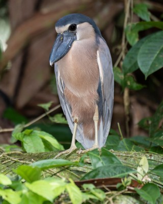 Birding Panama, Bird watching Panama, Panama Nature Tour, Naturalist Journeys, Wildlife Tour, Wildlife Photography, Ecotourism, Specialty Birds, Birding Hotspot