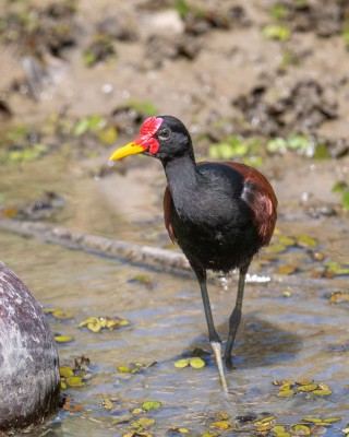 Birding Panama, Bird watching Panama, Panama Nature Tour, Naturalist Journeys, Wildlife Tour, Wildlife Photography, Ecotourism, Specialty Birds, Birding Hotspot