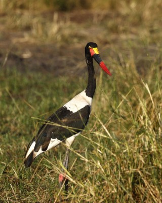 Birding Tanzania, Birding Africa, Southern Tanzania, Naturalist Journeys, Wildlife Tour, Wildlife Photography, Ecotourism, Specialty Birds, Endemic Birds, Birding Hotspot 