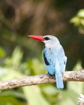 Birding Tanzania, Birding Africa, Southern Tanzania, Naturalist Journeys, Wildlife Tour, Wildlife Photography, Ecotourism, Specialty Birds, Endemic Birds, Birding Hotspot 