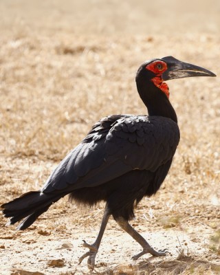 Birding Tanzania, Birding Africa, Southern Tanzania, Naturalist Journeys, Wildlife Tour, Wildlife Photography, Ecotourism, Specialty Birds, Endemic Birds, Birding Hotspot 