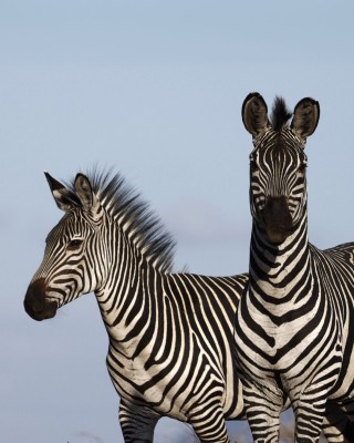 Birding Tanzania, Birding Africa, Southern Tanzania, Naturalist Journeys, Wildlife Tour, Wildlife Photography, Ecotourism, Specialty Birds, Endemic Birds, Birding Hotspot 