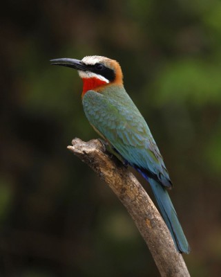 Birding Tanzania, Birding Africa, Southern Tanzania, Naturalist Journeys, Wildlife Tour, Wildlife Photography, Ecotourism, Specialty Birds, Endemic Birds, Birding Hotspot 