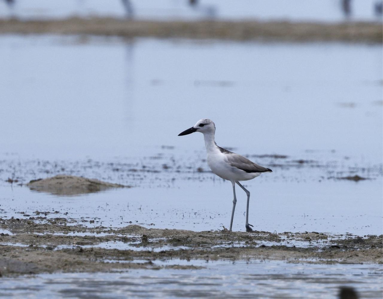 Birding Tanzania, Birding Africa, Southern Tanzania, Naturalist Journeys, Wildlife Tour, Wildlife Photography, Ecotourism, Specialty Birds, Endemic Birds, Birding Hotspot 