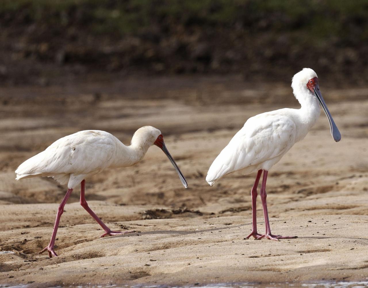 Birding Tanzania, Birding Africa, Southern Tanzania, Naturalist Journeys, Wildlife Tour, Wildlife Photography, Ecotourism, Specialty Birds, Endemic Birds, Birding Hotspot 