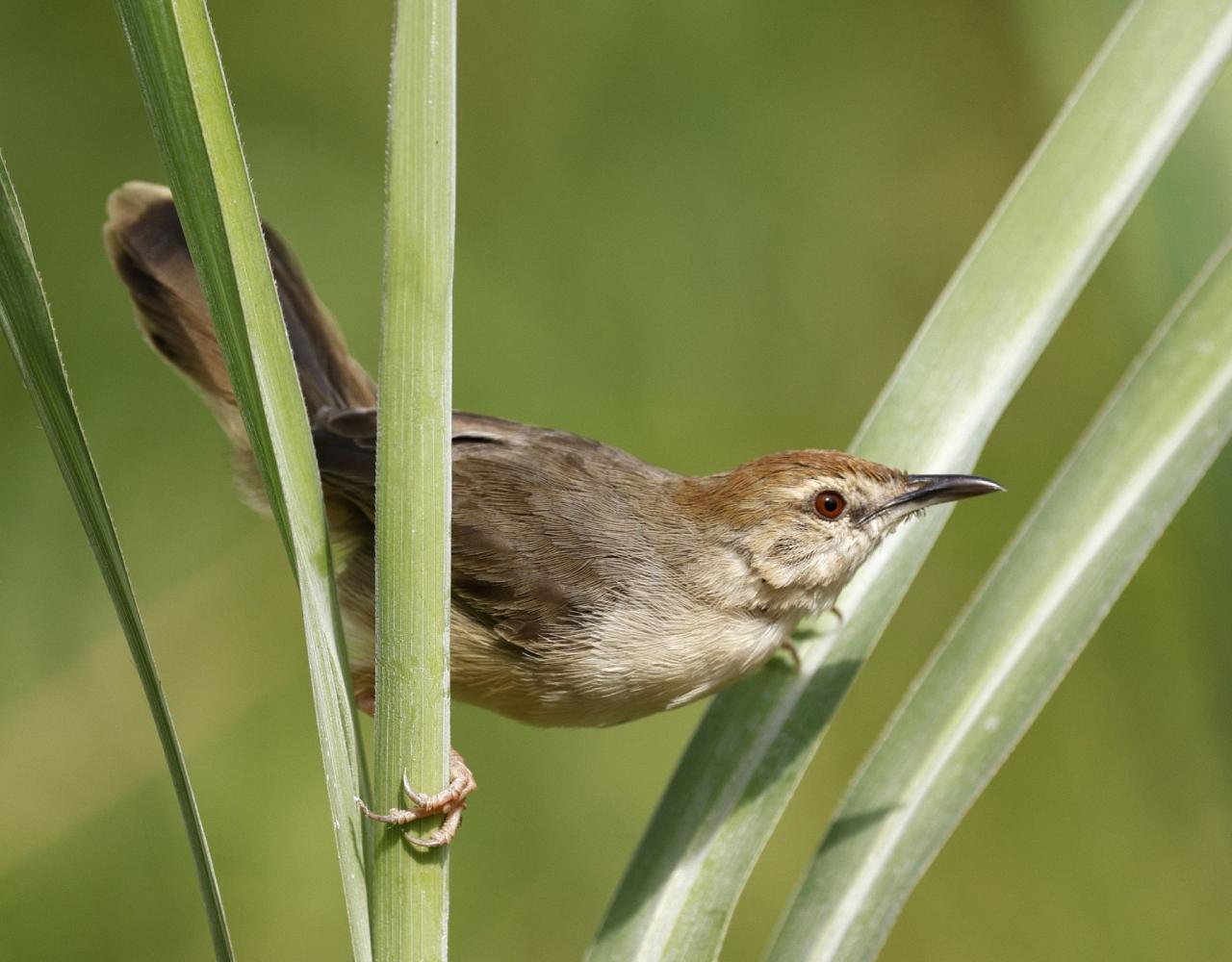 Birding Tanzania, Birding Africa, Southern Tanzania, Naturalist Journeys, Wildlife Tour, Wildlife Photography, Ecotourism, Specialty Birds, Endemic Birds, Birding Hotspot 