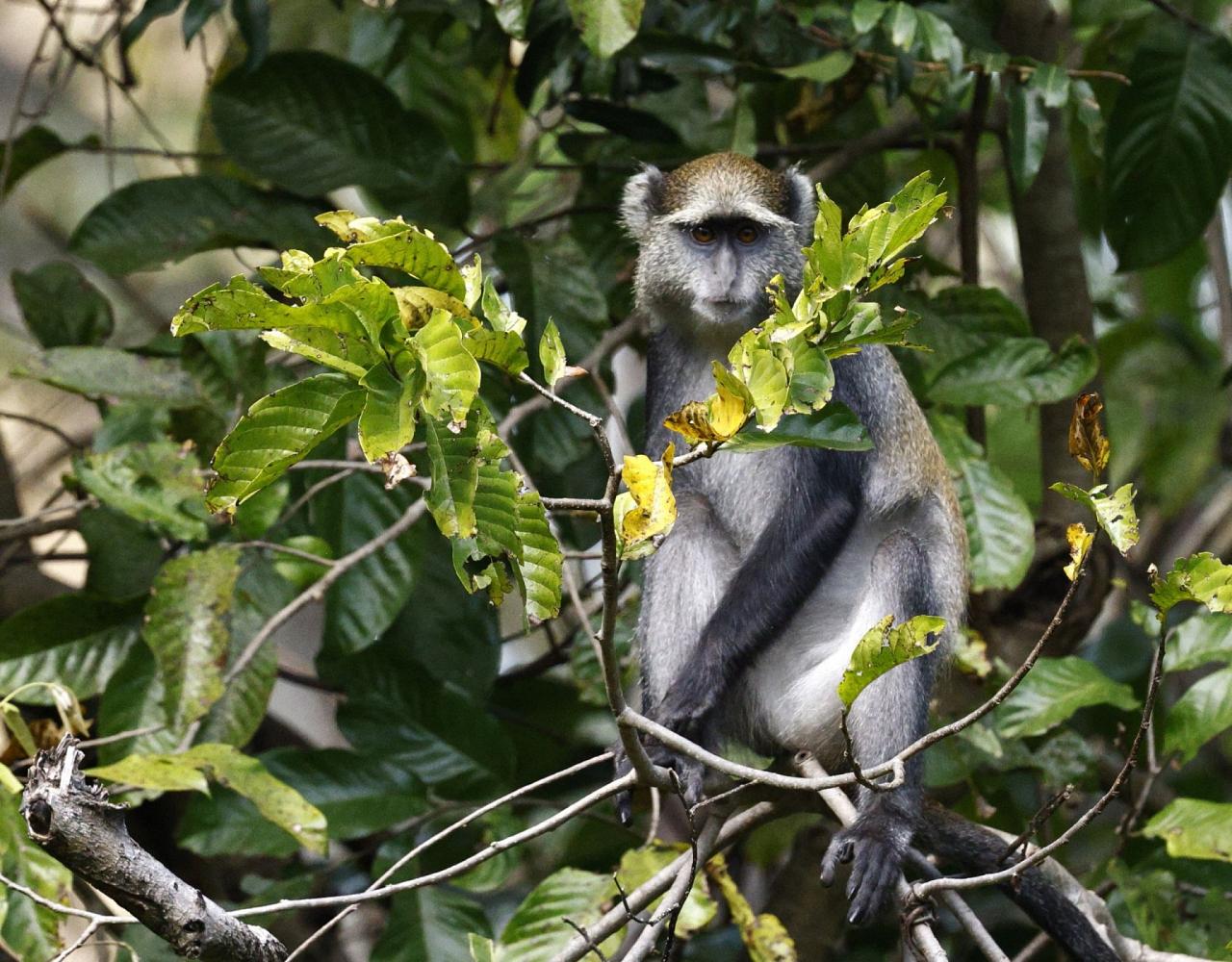 Birding Tanzania, Birding Africa, Southern Tanzania, Naturalist Journeys, Wildlife Tour, Wildlife Photography, Ecotourism, Specialty Birds, Endemic Birds, Birding Hotspot 