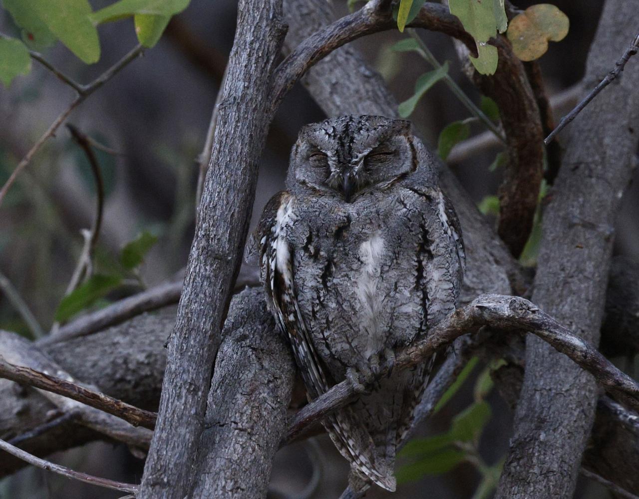 Birding Tanzania, Birding Africa, Southern Tanzania, Naturalist Journeys, Wildlife Tour, Wildlife Photography, Ecotourism, Specialty Birds, Endemic Birds, Birding Hotspot 