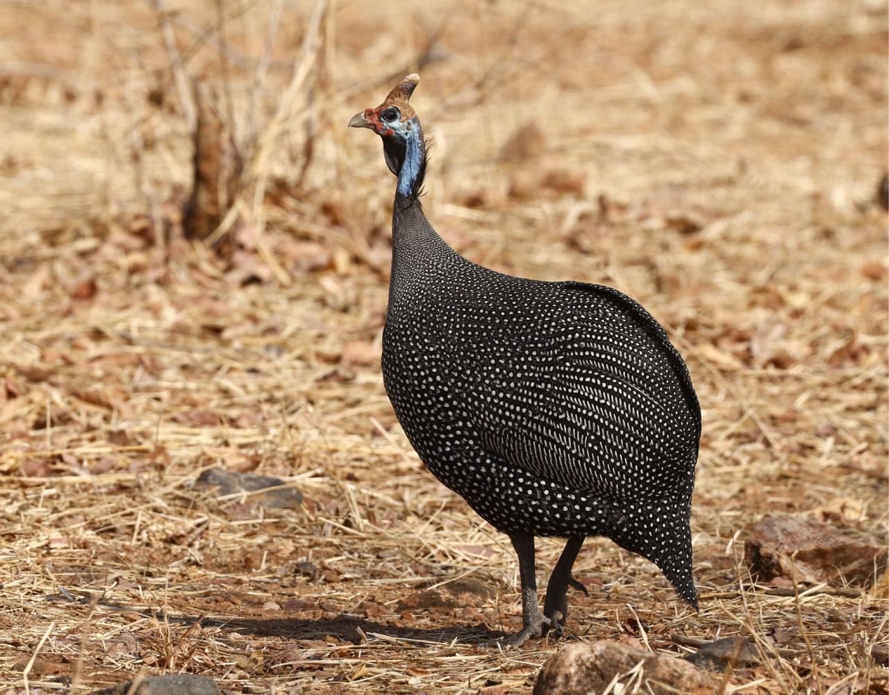 Birding Tanzania, Birding Africa, Southern Tanzania, Naturalist Journeys, Wildlife Tour, Wildlife Photography, Ecotourism, Specialty Birds, Endemic Birds, Birding Hotspot 