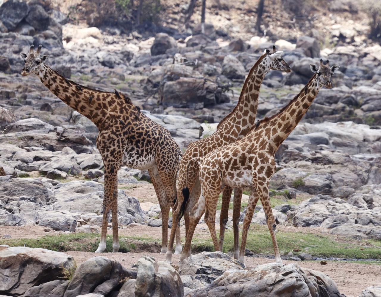 Birding Tanzania, Birding Africa, Southern Tanzania, Naturalist Journeys, Wildlife Tour, Wildlife Photography, Ecotourism, Specialty Birds, Endemic Birds, Birding Hotspot 