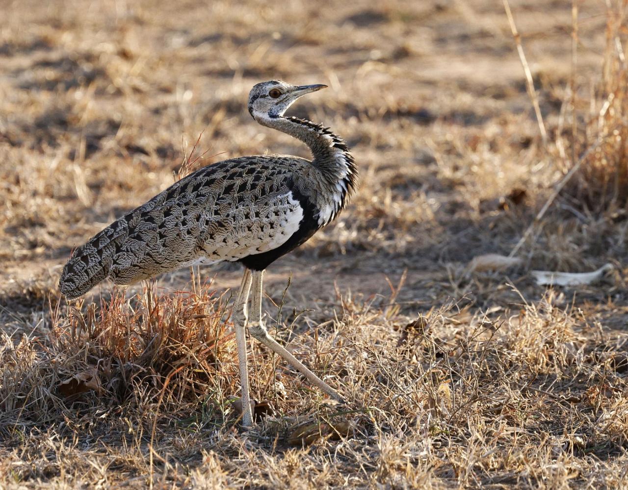 Birding Tanzania, Birding Africa, Southern Tanzania, Naturalist Journeys, Wildlife Tour, Wildlife Photography, Ecotourism, Specialty Birds, Endemic Birds, Birding Hotspot 